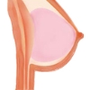 Грудь Funwest-Tpe-Gel-Fill-Breast