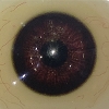 Couleur des yeux XT-Yeux-Marron foncé