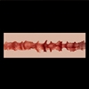 اندام نہانی کی ساخت zelex-Vaginal-Texture3